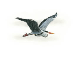 Airone cenerino in volo, Grey Heron in flight