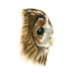 Allocco – occhi e becco, Tawny Owl - eyes and beak, Strix aluco