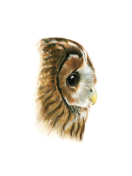 Allocco – occhi e becco, Tawny Owl - eyes and beak, Strix aluco