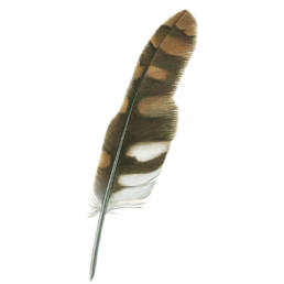 Allocco - penna, Tawny Owl- feather, Strix aluco - Birds - Illustrations - Animals
