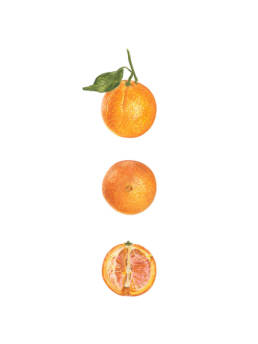 Arancia '‘Washington Navel’, 'Washington Navel’ Orange - Citrus sinensis 'Washington Navel', 2017 - watercolour on Fabriano 5 300g 50% cotton (HP) cm 30x40