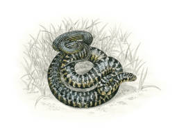 Biacco - bicolore, Green Whip Snake - bicolor - Hierophis viridiflavus
