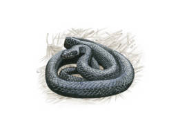 Biacco - nero, Green Whip Snake - black - Hierophis viridiflavus