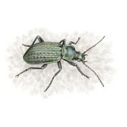 Carabo, Ground Beetle - Carabus granulatus