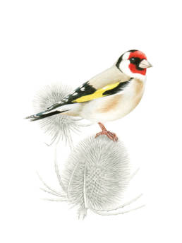 Cardellino, Goldfinch - Carduelis carduelis