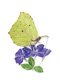 Cedronella, Brimstone Butterfly - Gonepteryx rhamni