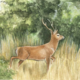 Cervo europeo, Red Deer - Cervus elaphus