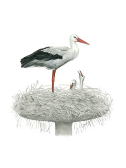 Cicogna bianca al nido, White Stork - Ciconia ciconia