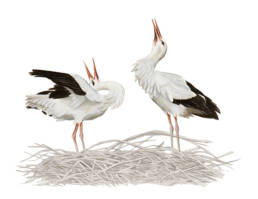 Cicogna bianca - saluto, White Stork - display - Ciconia ciconia