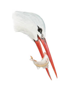 Cicogna bianca – becco, White Stork - beak - Ciconia ciconia