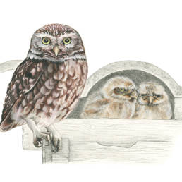 Civetta, Little Owl - Athene noctua