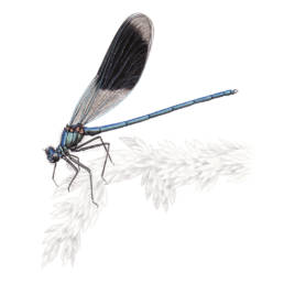 Damigella, Banded Demoiselle - Calopteryx splendens