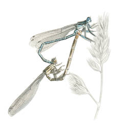 Damigella – accoppiamento, Blue Featherleg - mating - Platycnemis pennipes