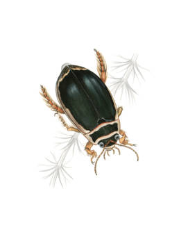 Ditisco, Great Diving Beetle - Dytiscus marginalis