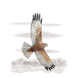 Falco di palude, Western Marsh-harrier - Circus aeruginosus