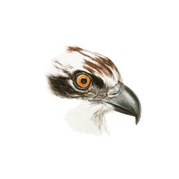 Falco pescatore – occhio e becco, Osprey - eye and beak - Pandion haliaetus