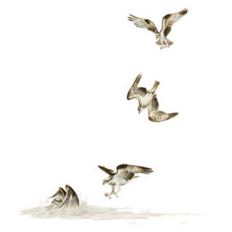 Falco pescatore – tecniche di caccia, Osprey - hunting techniques - Pandion haliaetus