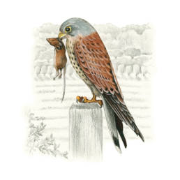 Gheppio, Common Kestrel - Falco tinnunculus