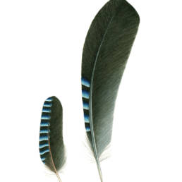 Ghiandaia – penne, Jay - feathers - Garrulus glandarius