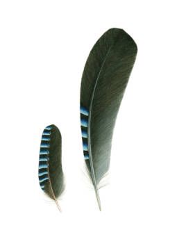 Ghiandaia – penne, Jay - feathers - Garrulus glandarius