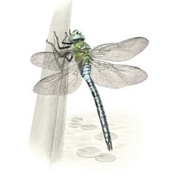 Libellula, Emperor Dragonfly - Anax imperator