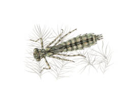 Libellula – ninfa, Emperor Dragonfly - nymph - Anax imperator