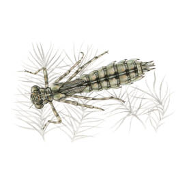 Libellula – ninfa, Emperor Dragonfly - nymph - Anax imperator