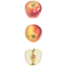 Mela 'Ambrosia', 'Ambrosia' Apple - Malus domestica 'Ambrosia', 2014
