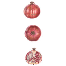 Melagrana, Pomegranate - Pomegranate, 201