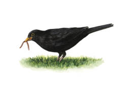 Merlo – con lombrico, Blackbird - with earthworm - Turdus merula