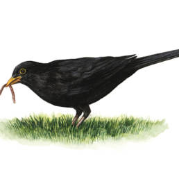 Merlo – con lombrico, Blackbird - with earthworm - Turdus merula