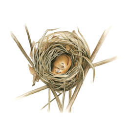 Moscardino – nido sezionato, Dormice - sectioned nest - Muscardinus avellanarius