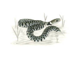 Natrice dal collare, Grass Snake - Natrix natrix