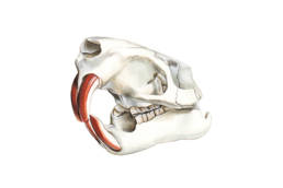Nutria - cranio, Coypu - skull - Myocastor coypus