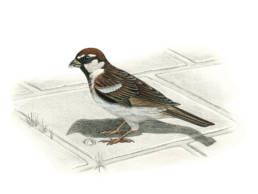 Passera d’Italia, Italian Sparrow - Passer domesticus italiae.