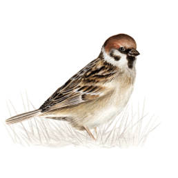 Passera mattugia, Tree Sparrow - Passer montanus