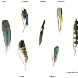 Penne varie, Various feathers