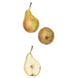 Pera 'Conference', 'Conference' Pear - Pyrus communis 'Conference', 2017 - watercolour on Fabriano 5 300g 50% cotton (HP) cm 30x40