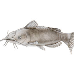 Pesce gatto, Black Bullhead - Ameiurus melas