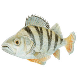 Pesce persico, European Perch - Perca fluviatilis