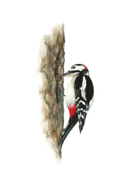 Picchio rosso maggiore - dispensa, Great Spotted Woodpecker - store - Dendrocopos major