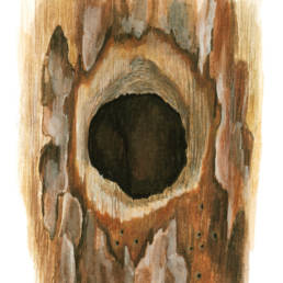 Picchio rosso maggiore - ingresso al nido, Great Spotted Woodpecker - nest entrance - Dendrocopos major