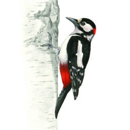Picchio rosso maggiore, Great Spotted Woodpecker - Dendrocopos major