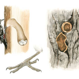 Picchio rosso maggiore – dettagli, Great Spotted Woodpecker - details - Dendrocopos major