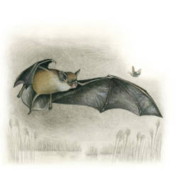 Pipistrello albolimbato, Kuhl's Pipistrelle - Pipistrellus kuhlii
