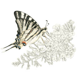 Podalirio, Scarce Swallowtail - Iphiclides podalirius