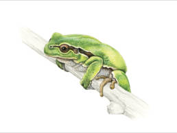 Raganella, Italian Tree Frog - Hyla intermedia