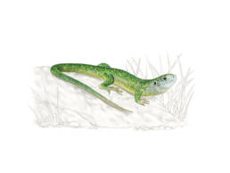 Ramarro occidentale, Western Green Lizard - Lacerta bilineata