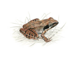 Rana di Lataste, Lataste's Frog - Rana latastei