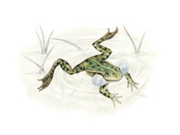 Rana verde, Edible Frog - Rana synklepton “esculenta”